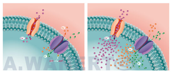 Microbiologie
