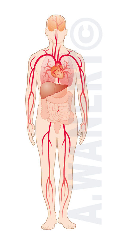 Anatomie