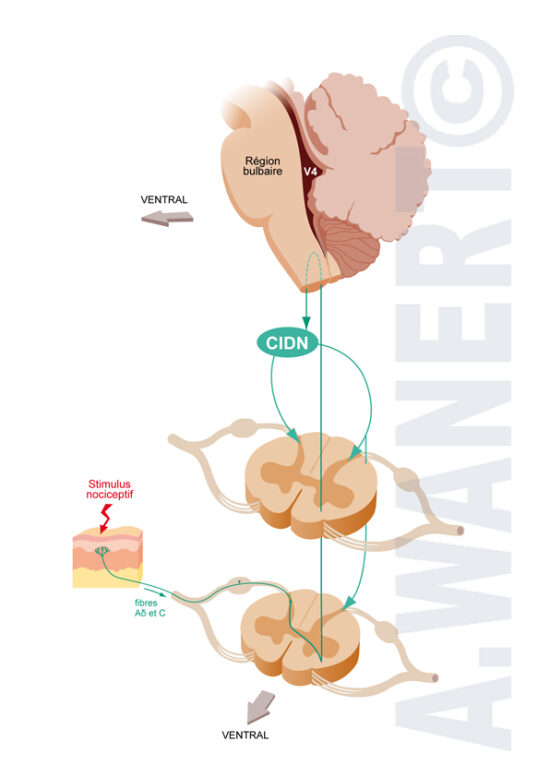 Neuroanatomie