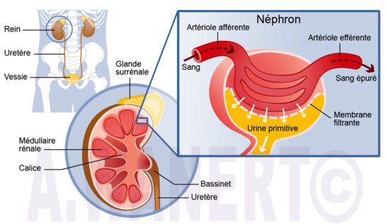 Néphrologie